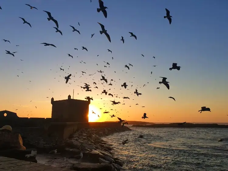 travel to morocco in essaouira